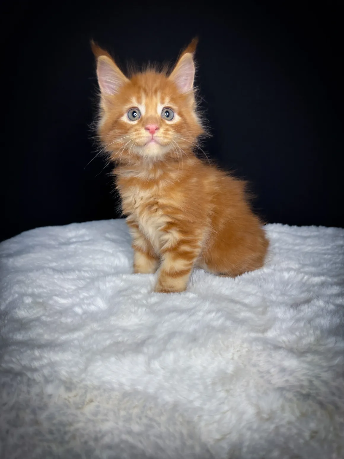 cosmo