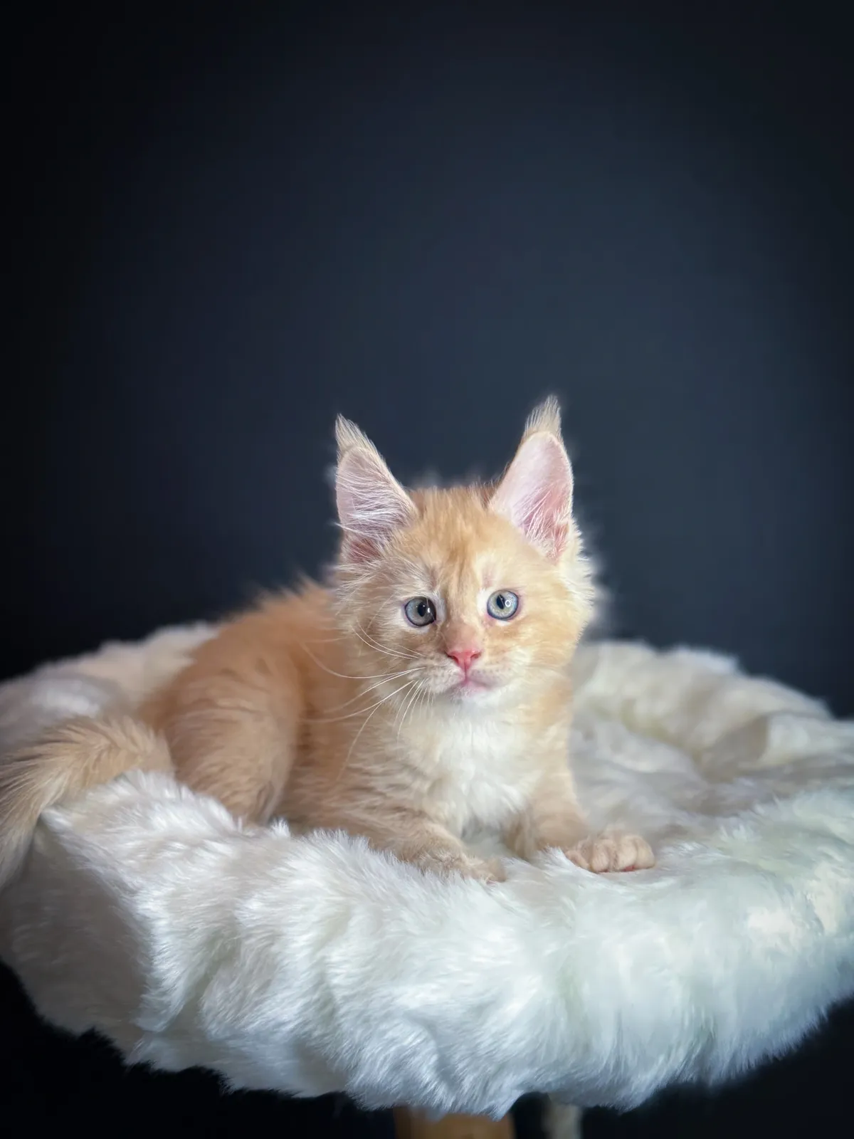 Wild Whisper Guinness